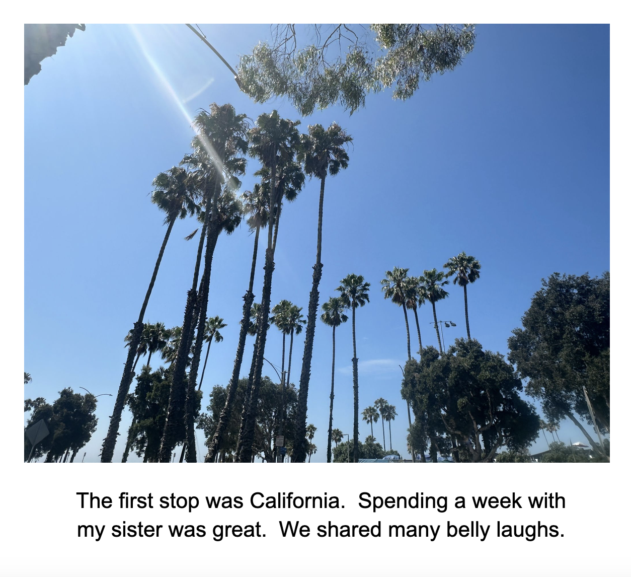 LA Palms.jpg