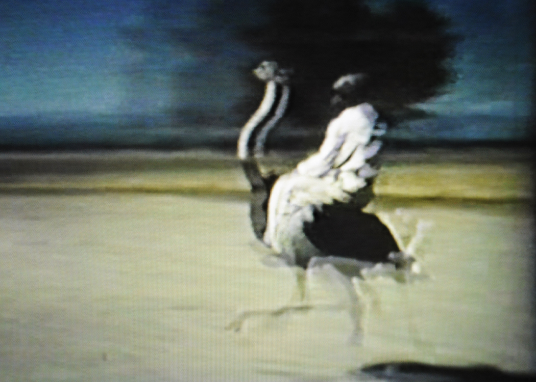 A day at the Ostrich Races
