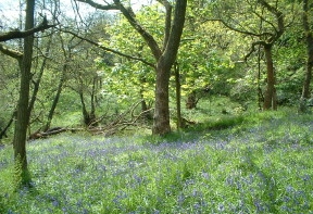 Natural Burial Grounds, Nationwide