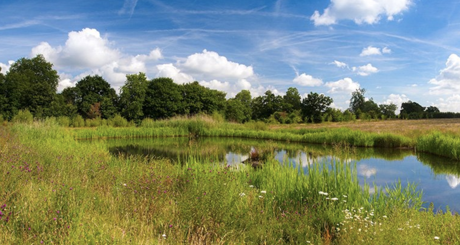 Clandon Wood – Country burial ground and nature reserve – West Clandon, Surrey