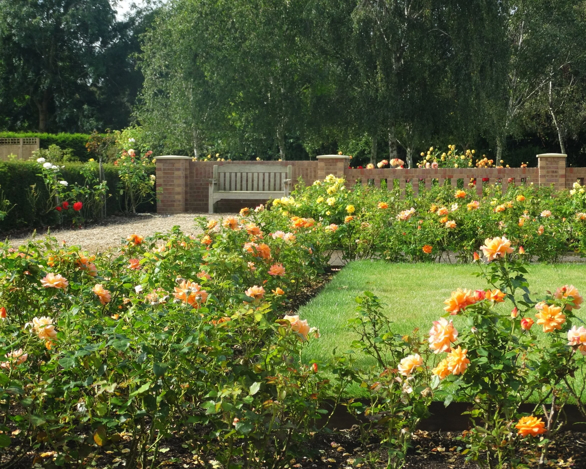 Rose beds and garden bench beneath mature willow trees at Mortlake Crematorium