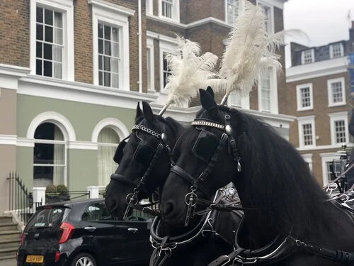 Horses