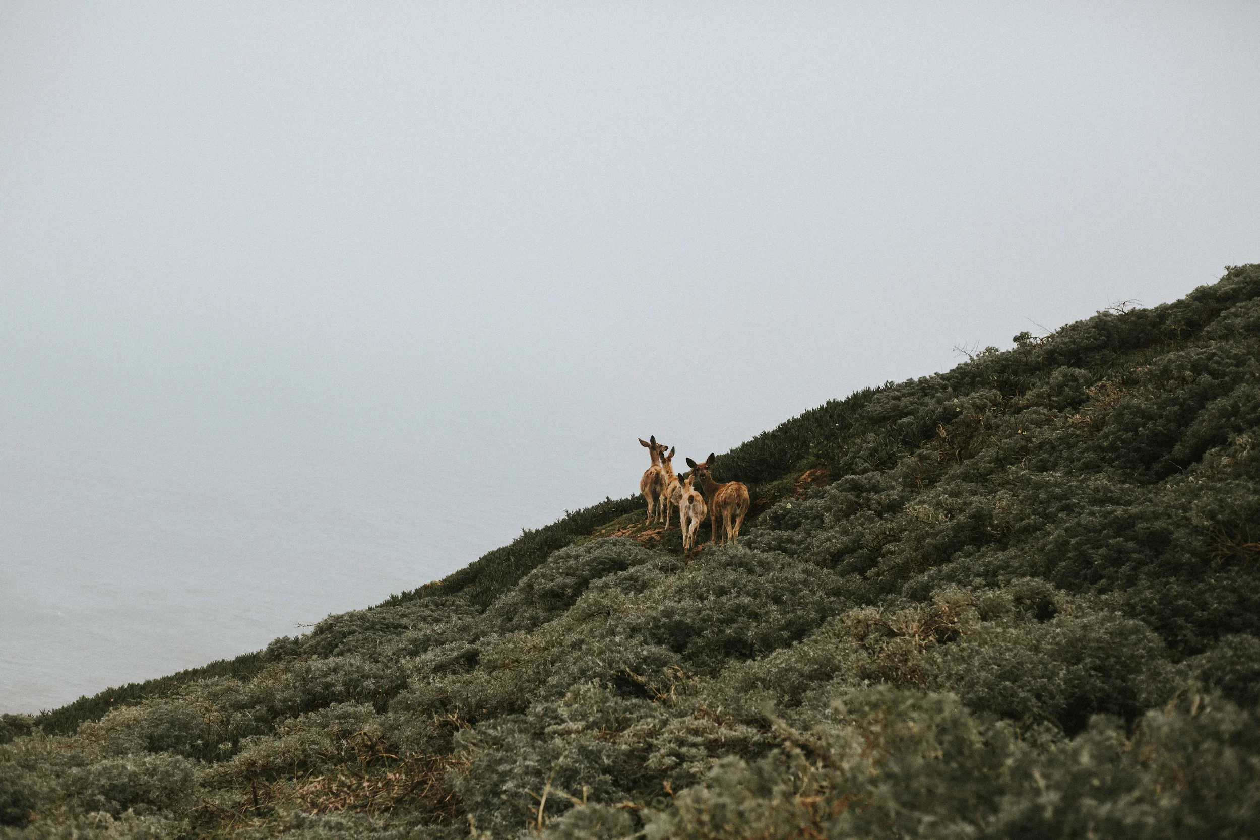 pointreyes-fog-55.jpg