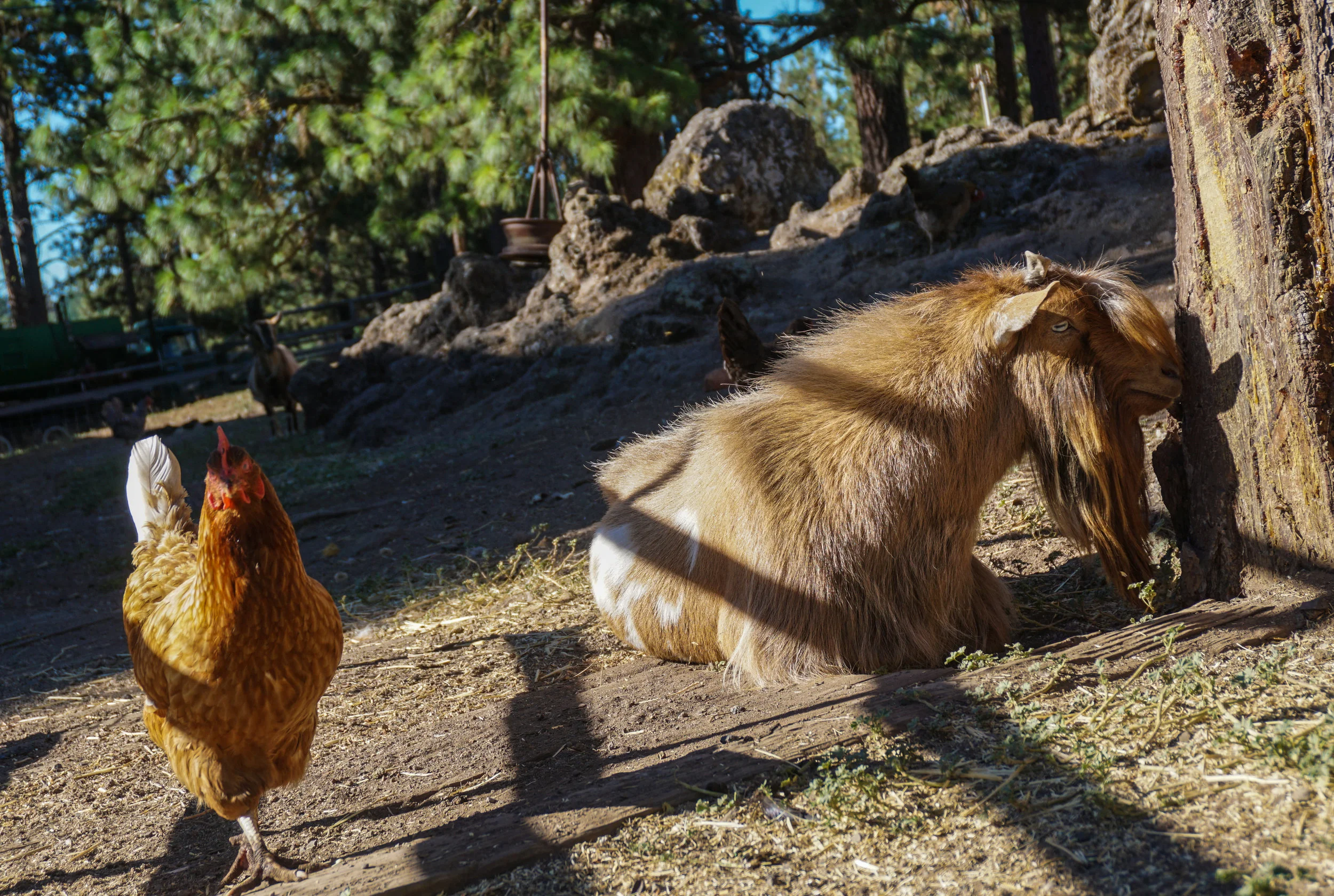 Chicken and Goat