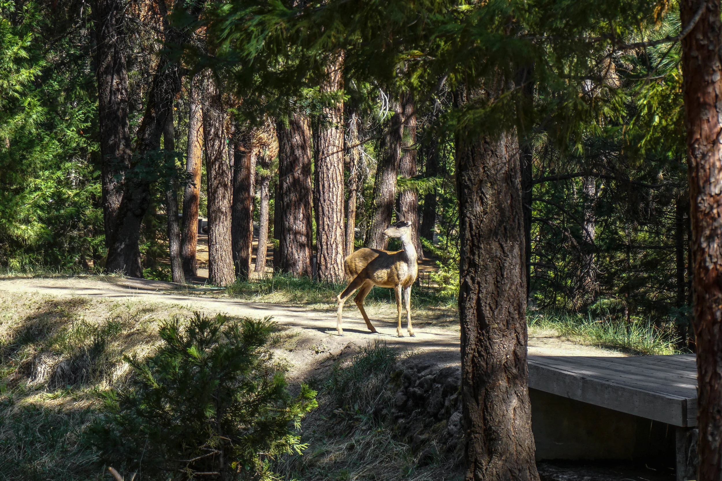 Deer on Path