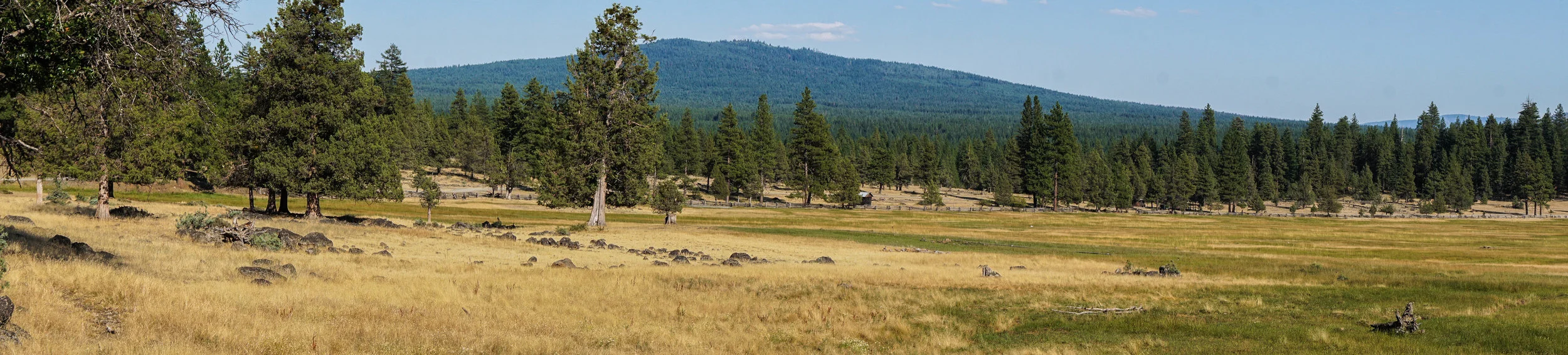Meadow Panorama