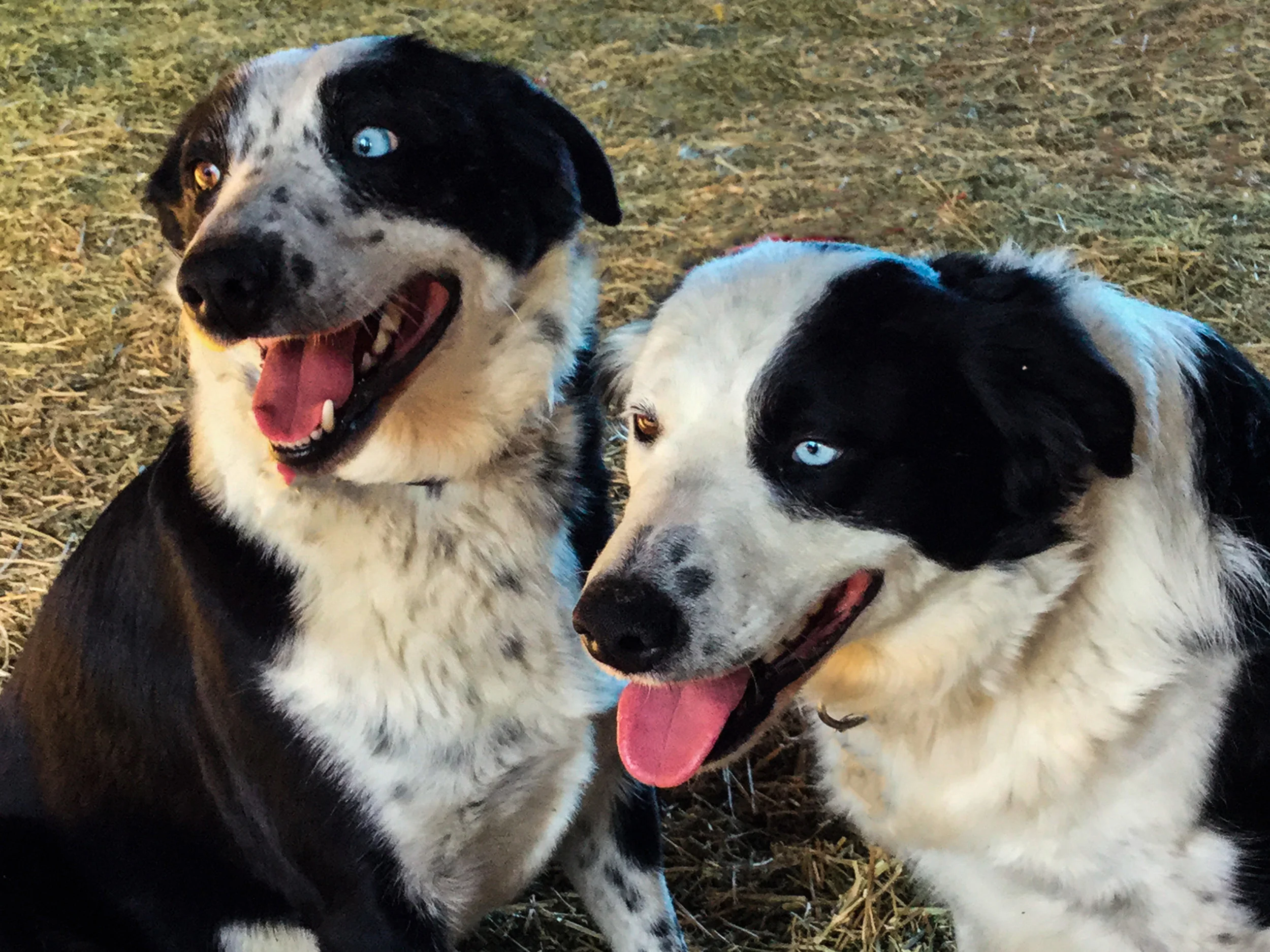 Farm Dog Brothers