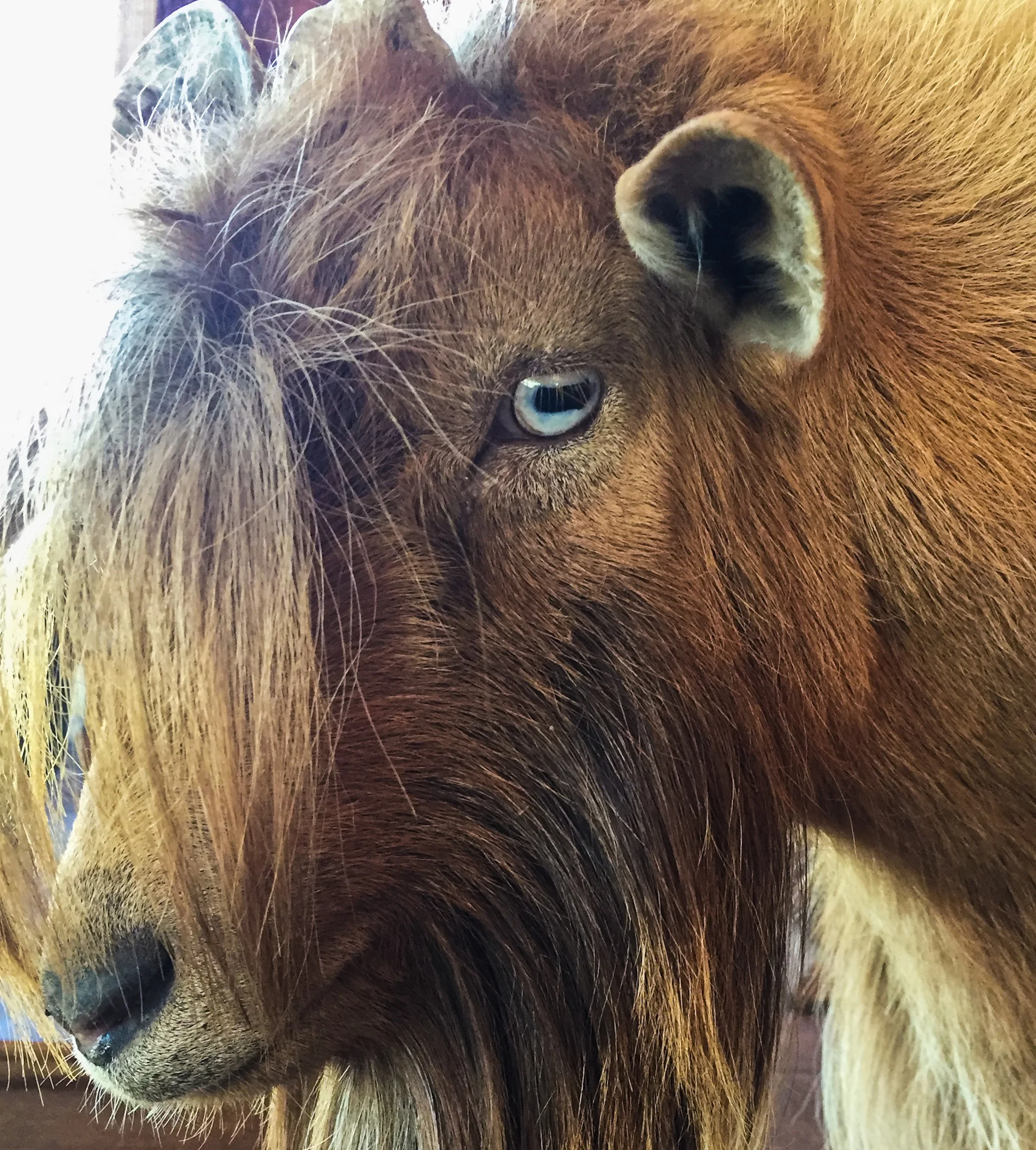Visiting Goat
