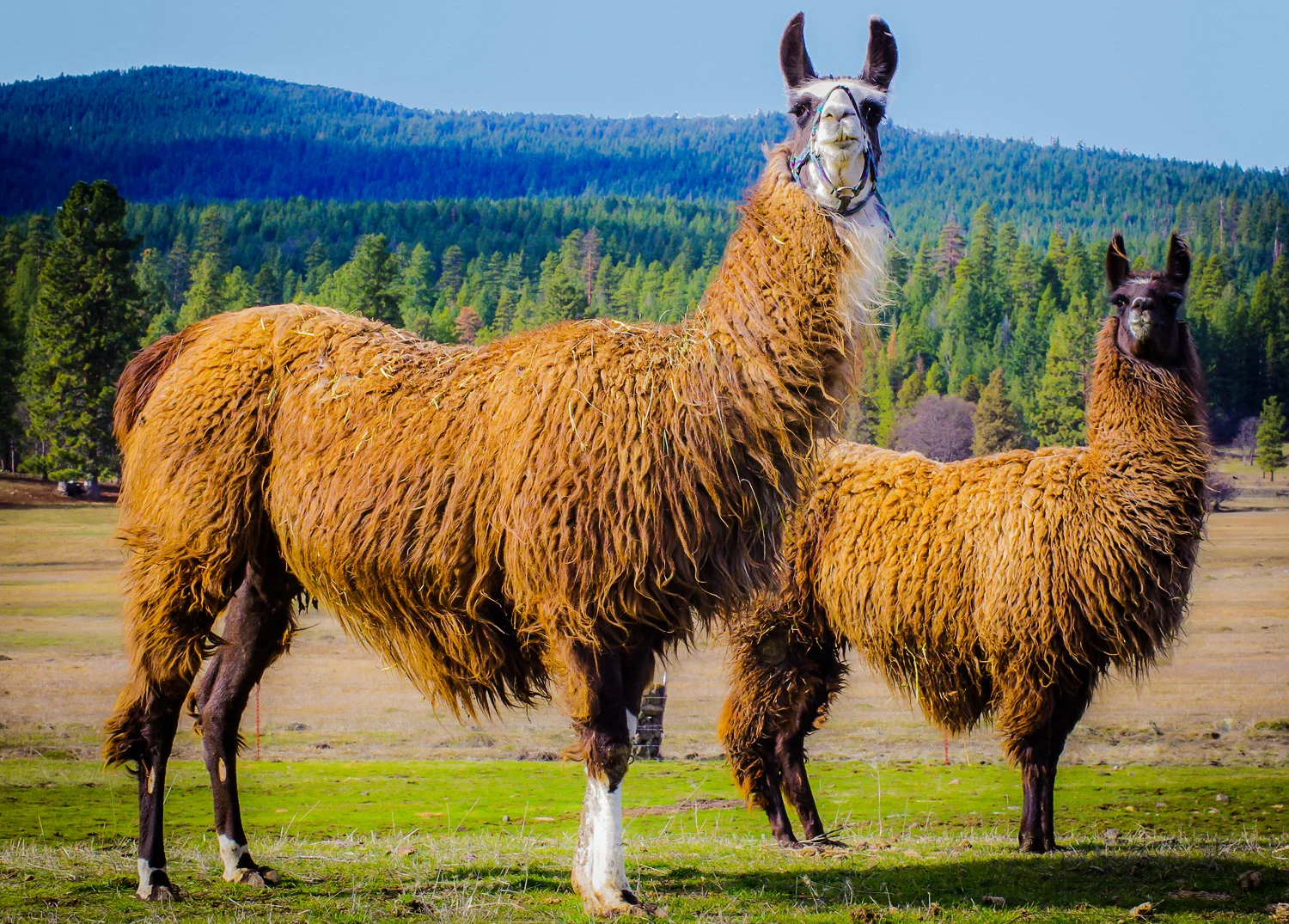 Llamas