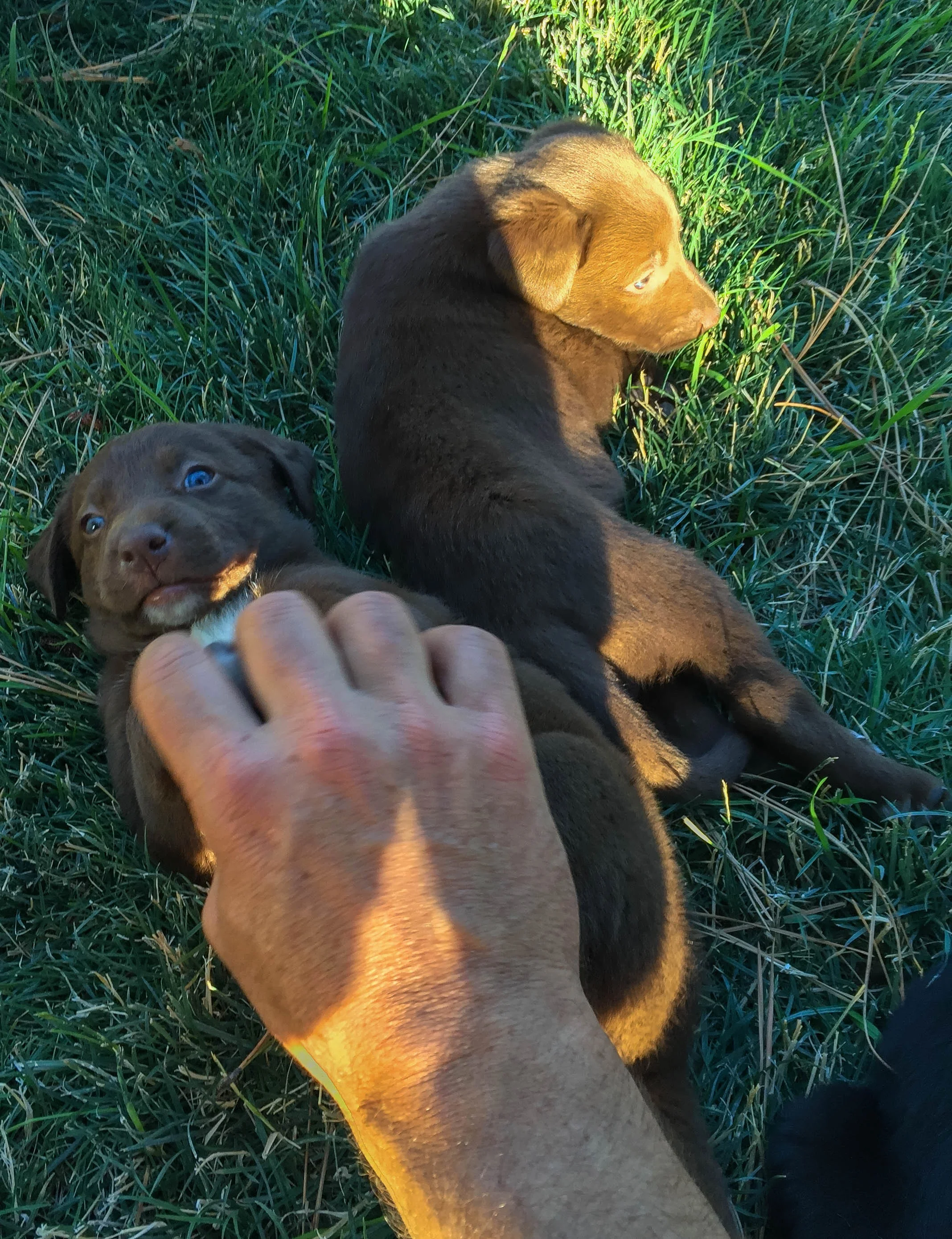 Ranch Pups