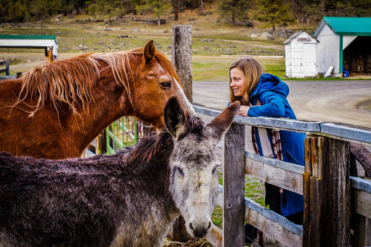 A Horse and A Donkey