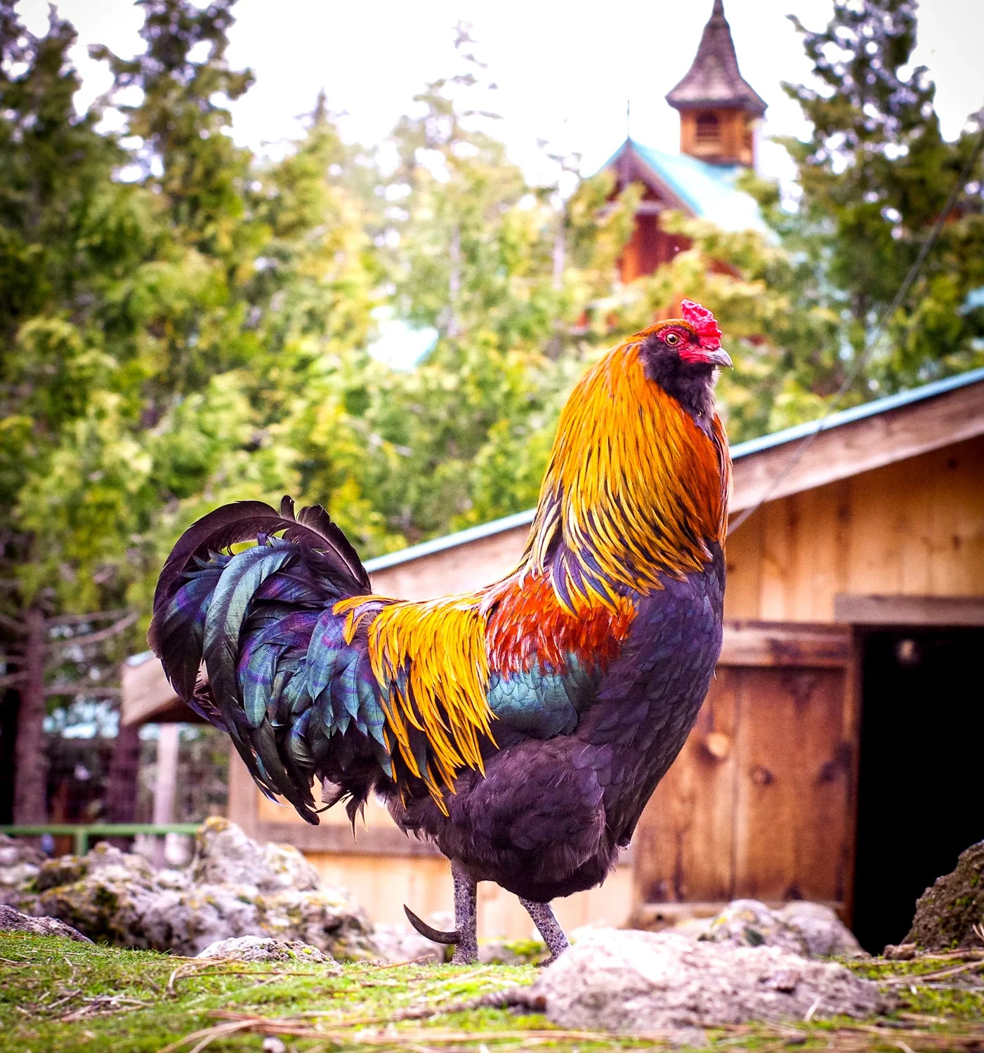 Rooster