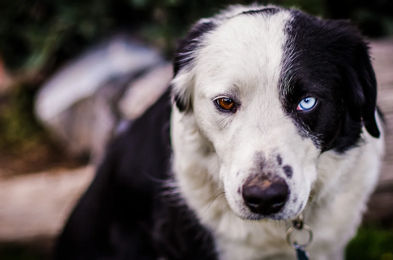 Farm Dog
