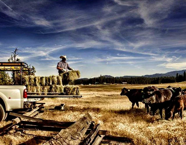 Jesse Transporting Hay