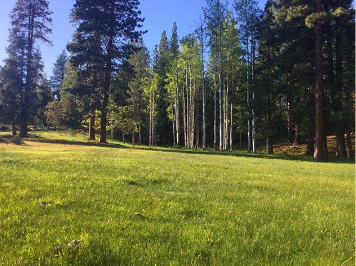  The Aspen Meadow at New Frontier Ranch is peaking with green.&nbsp; The perfect setting for your event or wedding. 