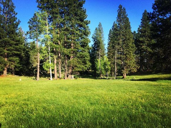  The Aspen Meadow is looking so lush and green.&nbsp; The perfect setting for an outdoor wedding! 