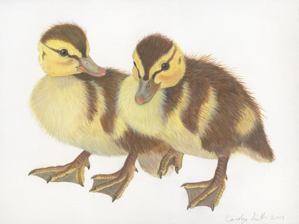ducklings use copy.jpg