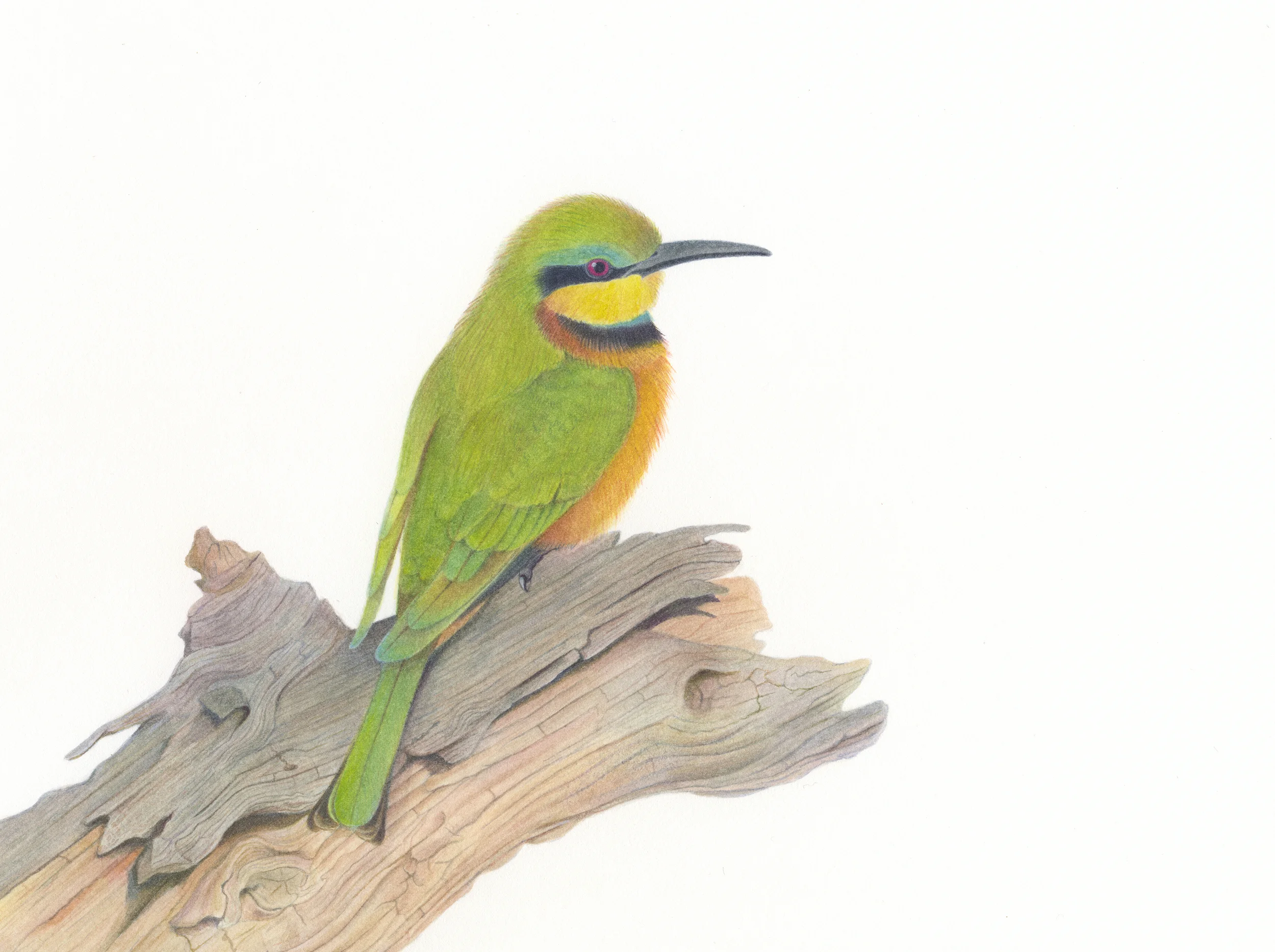 Bee-eater use copy.jpg