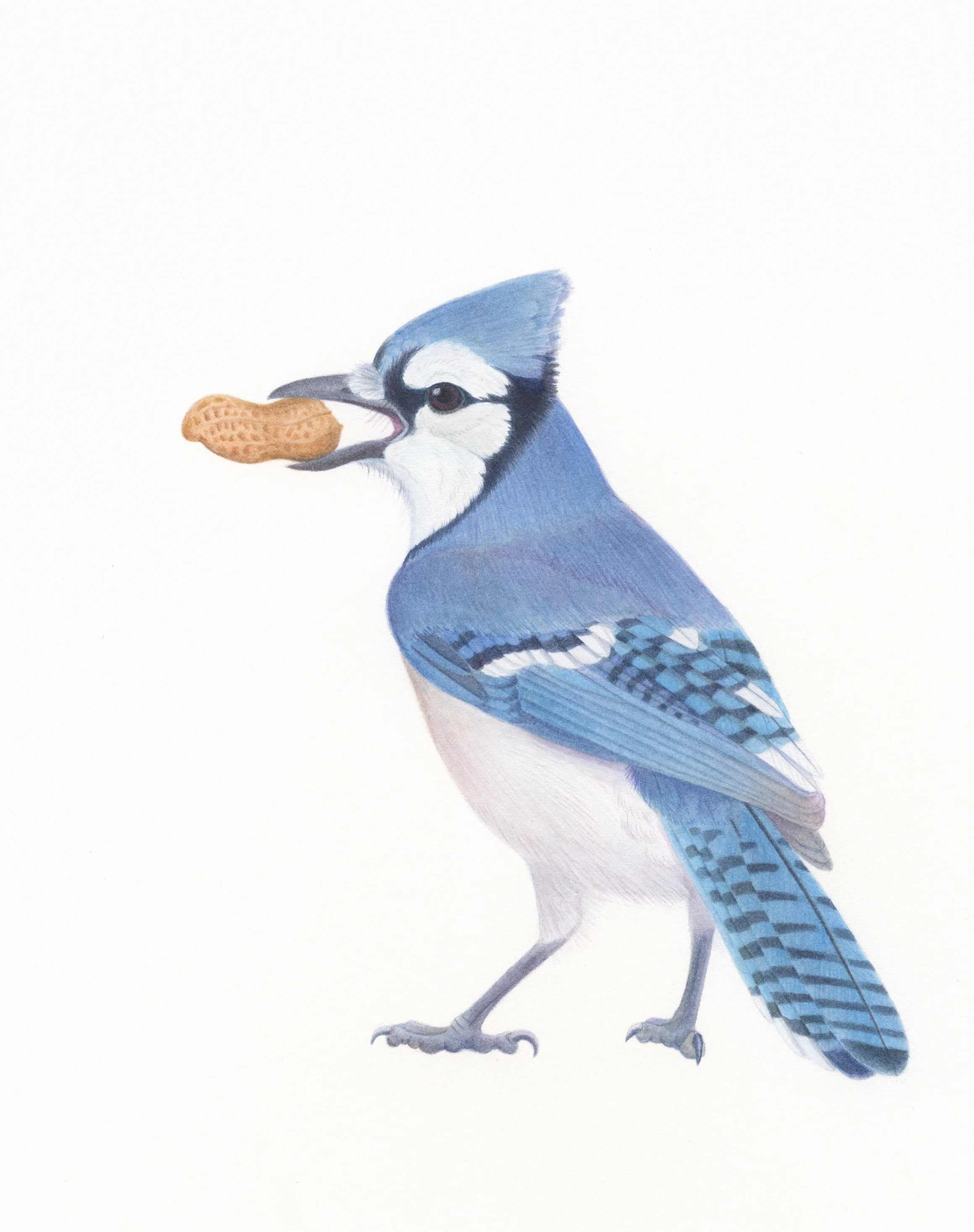 Jay use copy.jpg