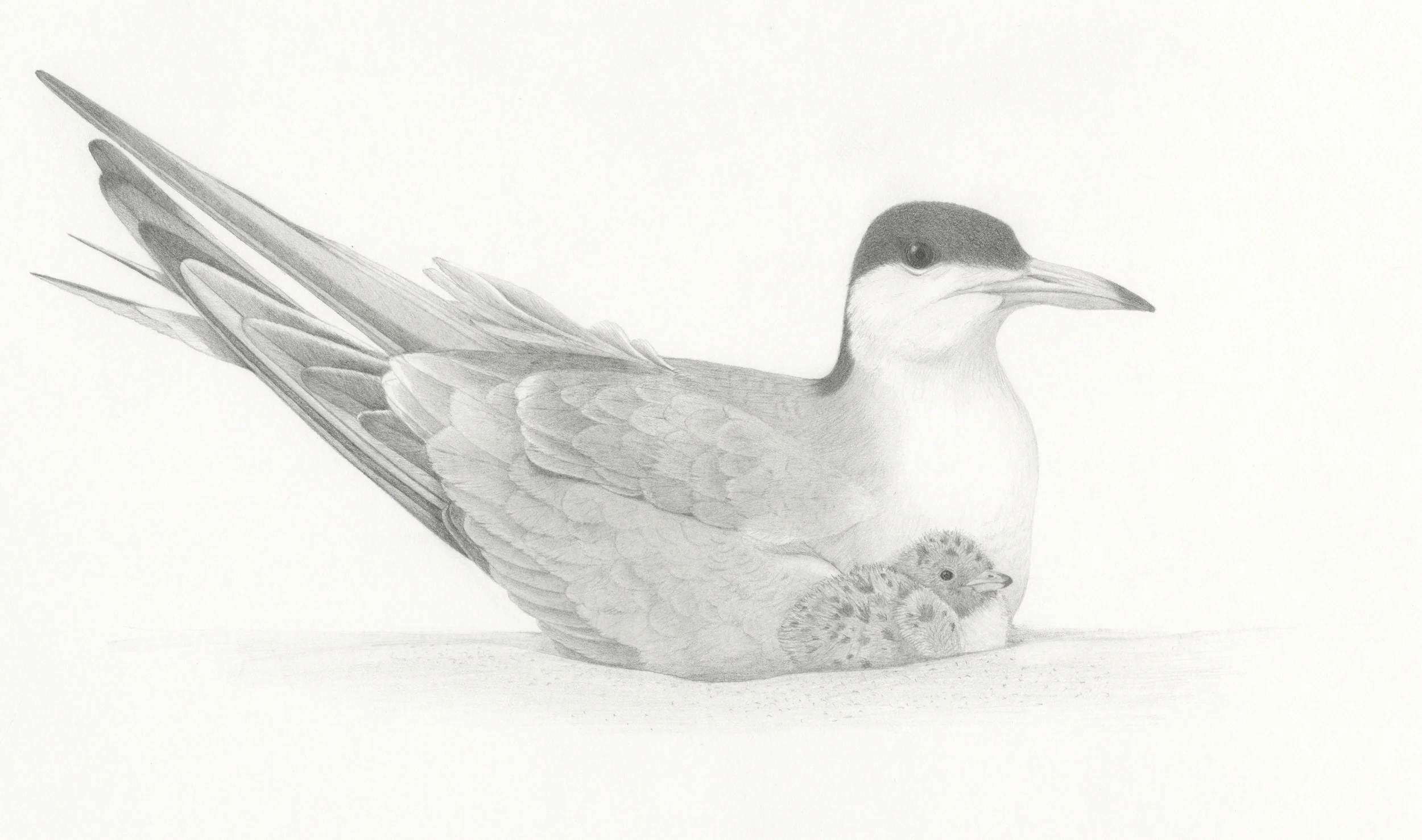 tern use copy.jpg