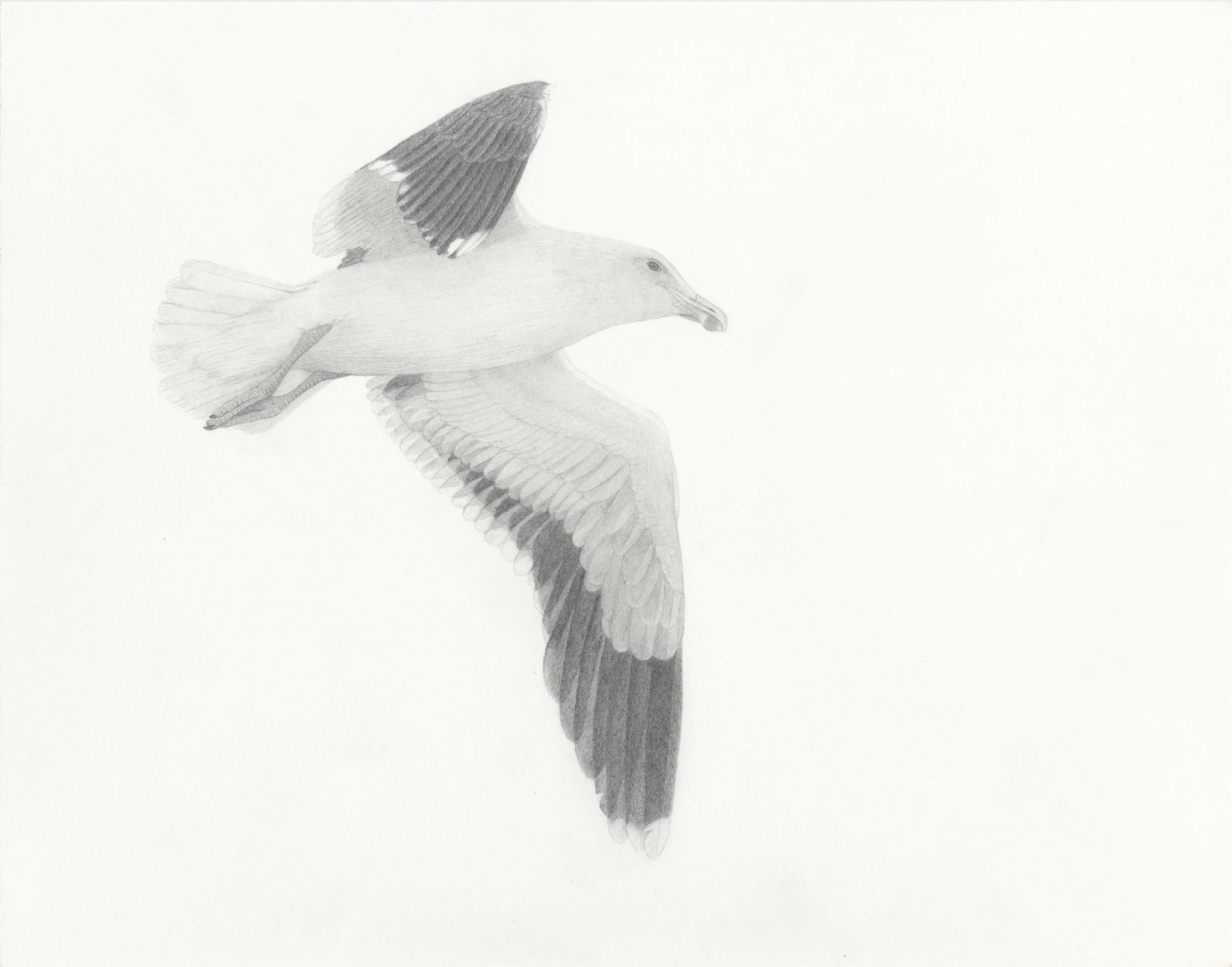 gull use copy.jpg