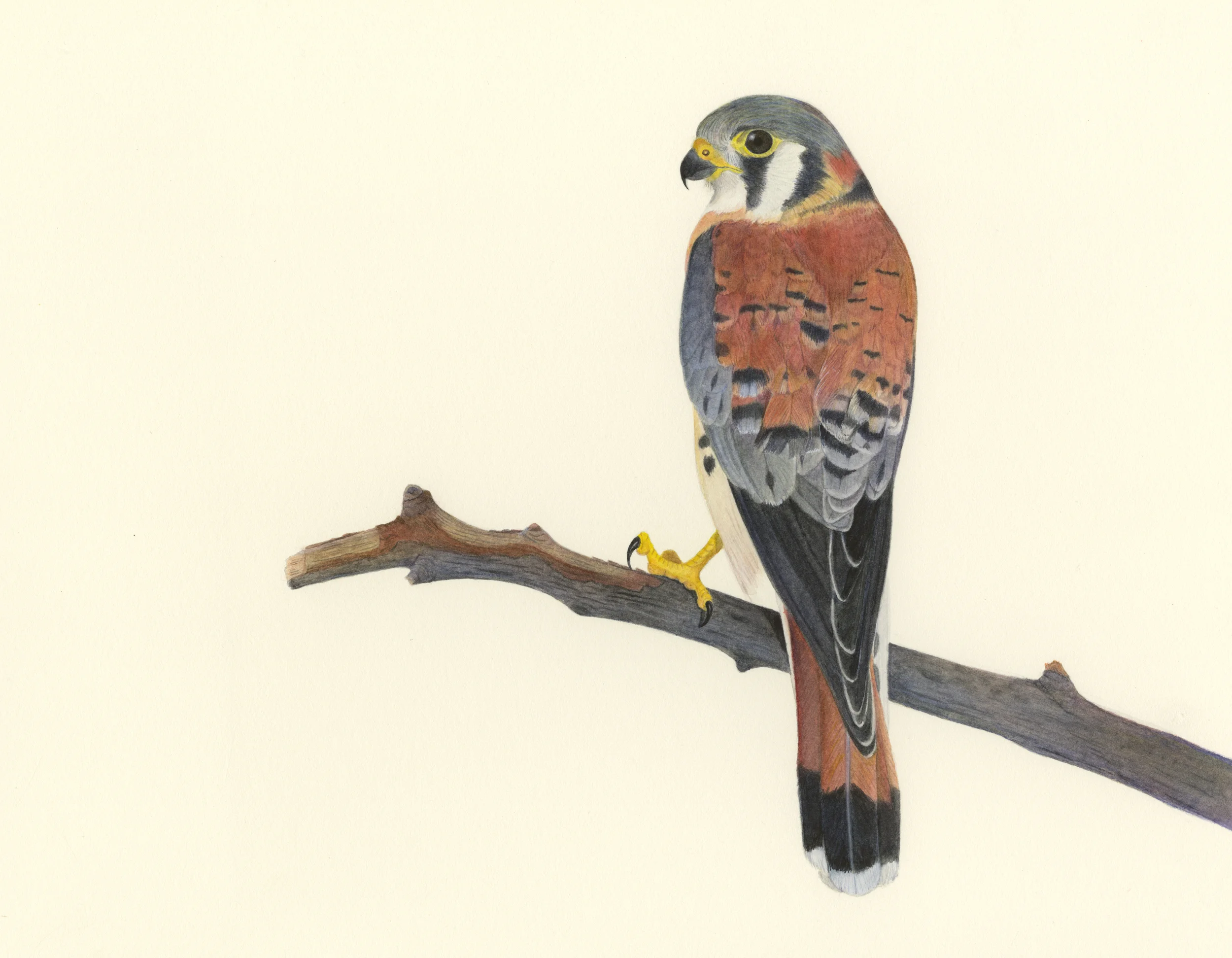 kestrel use copy.jpg
