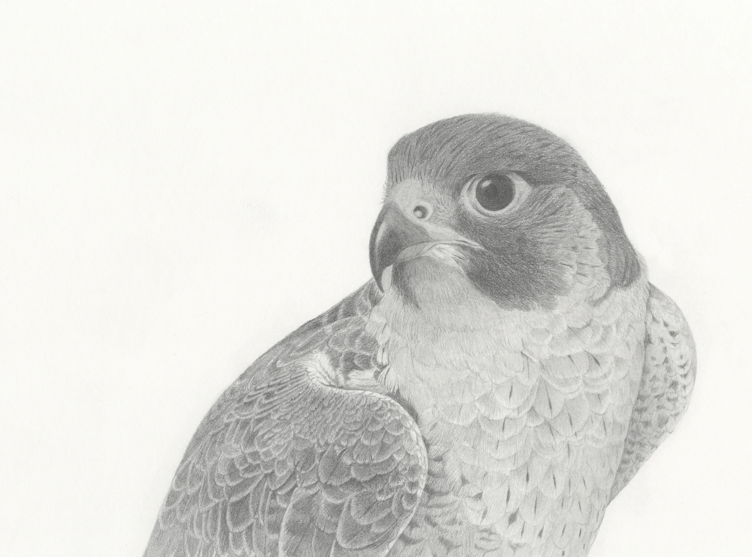 falcon use copy.jpg