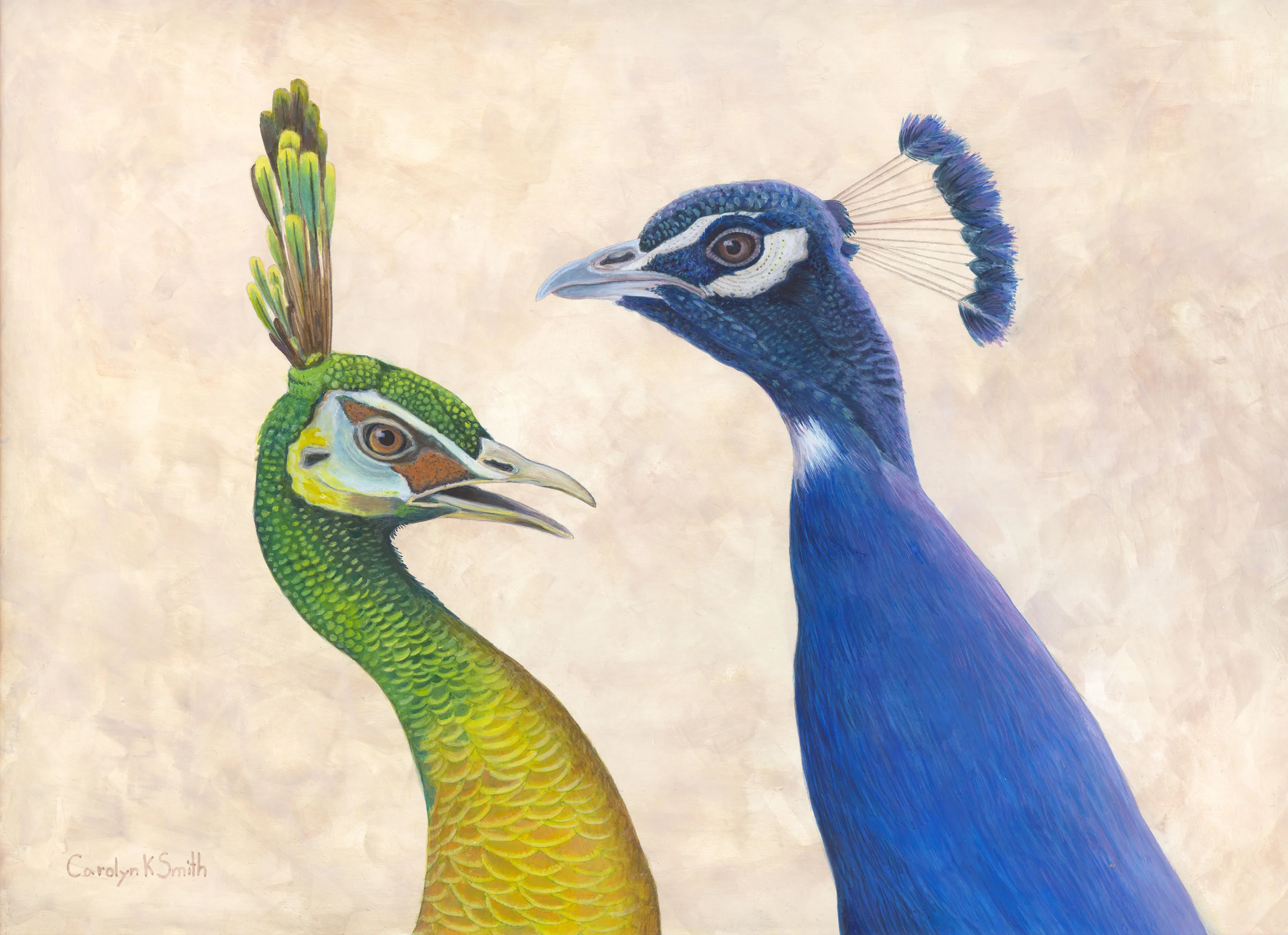 Peacock use copy2.jpg