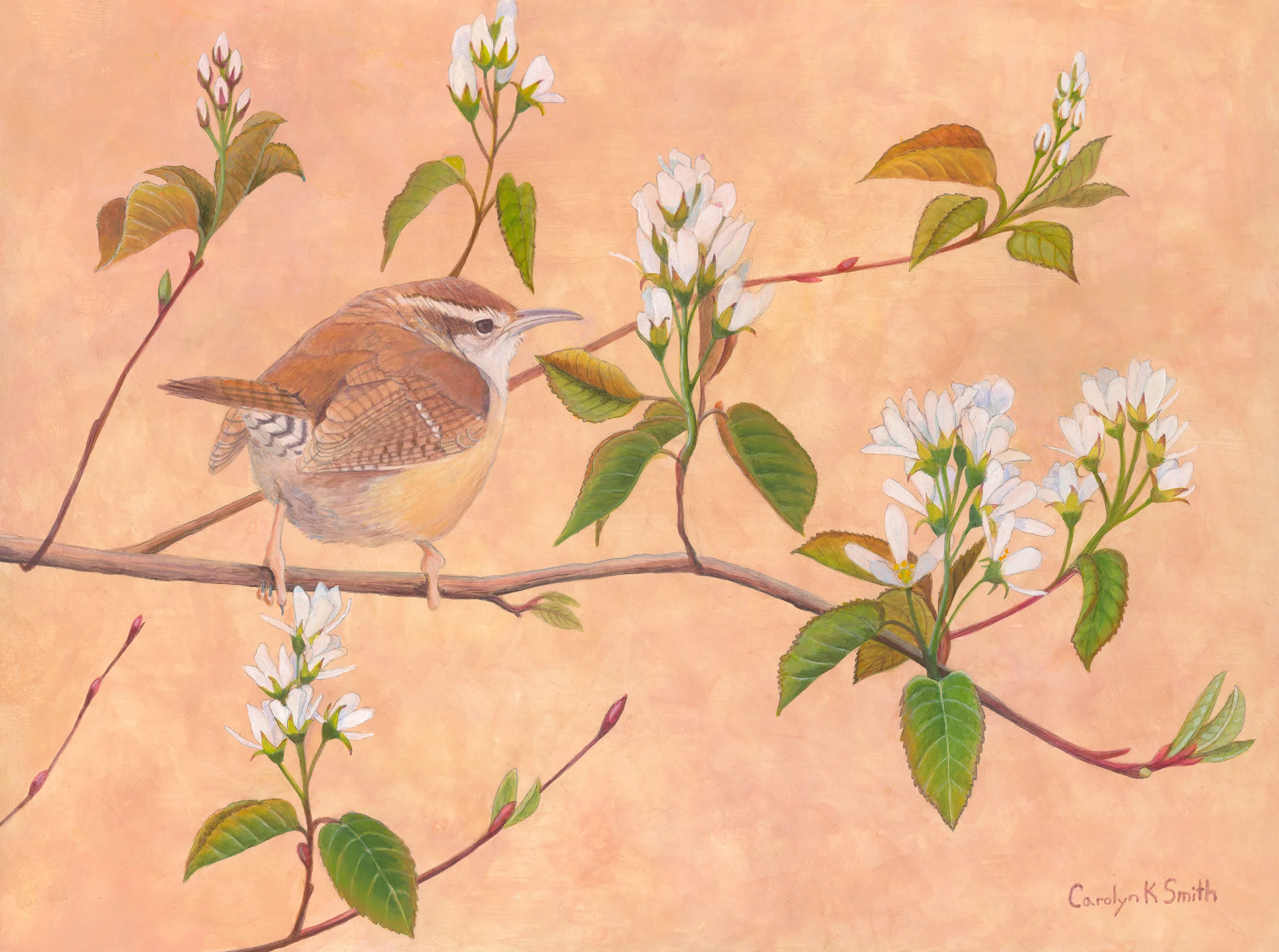 Carolina wren use copy2.jpg