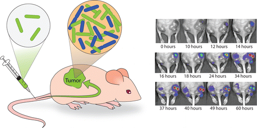 Dynamics of Tumor-Targeted Bacteria. (Left) S. typhimurium are injected via tail vein into nude mice and localize to subcutaneous tumors where they replicate. (Right) Sequence of IVIS images for an S.Typhimurium strain with a luminescent plasmid at 10^6 dosage over the course of 60 h. The IVIS signal rises due to rapid bacterial growth and then decays due to plasmid loss and luciferase instability.