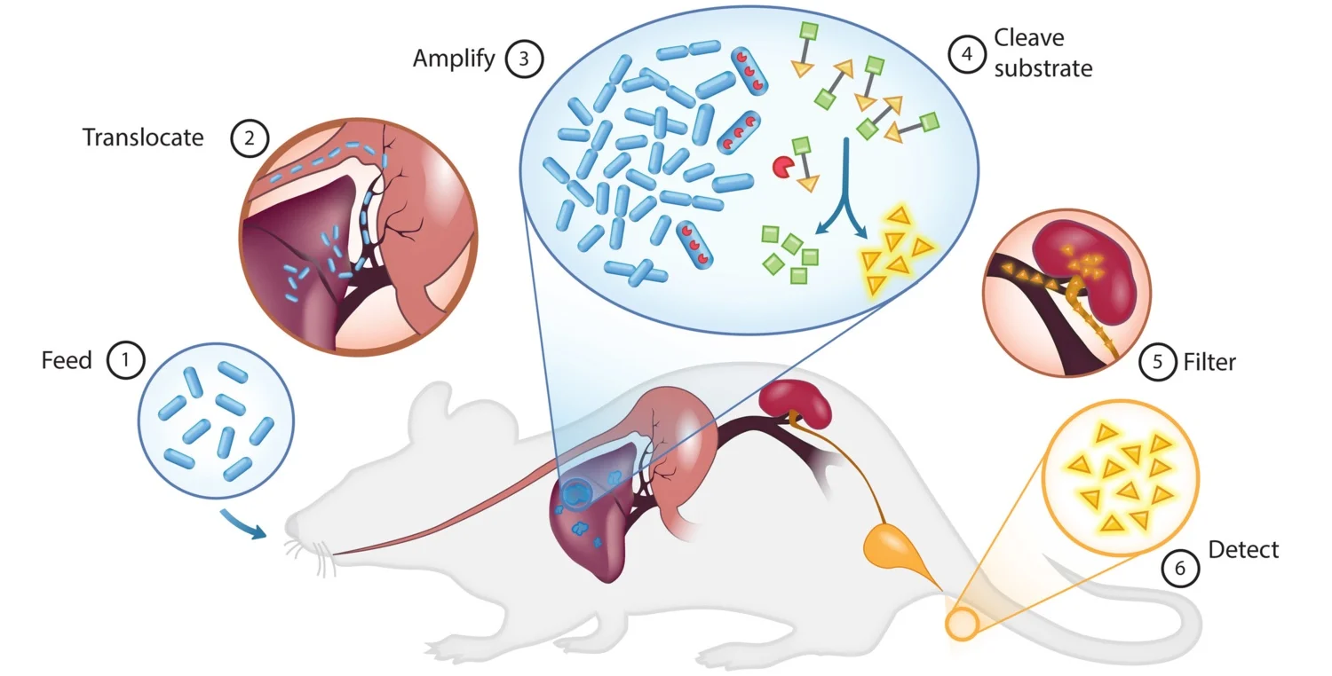 PROP-Z ( Pro grammable P robiotics with lac Z ) for noninvasive cancer detection. The PROP-Z diagnostic platform is made up of probiotic EcN bacteria transformed with a dual-stabilized, high-expression lacZ vector as well as a genomically integrated luxCDABE cassette that allows for luminescent visualization without providing exogenous luciferin (blue). (1) PROP-Z is delivered orally. (2) Probiotics rapidly (within 24 hours) translocate across the gastrointestinal tract and (3) specifically amplify within metastatic tumors present in the liver. (4) PROP-Z expresses high levels of the enzyme lacZ (red), which can cleave systemically injected, cleavable substrates (green and yellow). Cleavage products of the substrates (yellow) filter through the renal system (5) into the urine for detection (6).