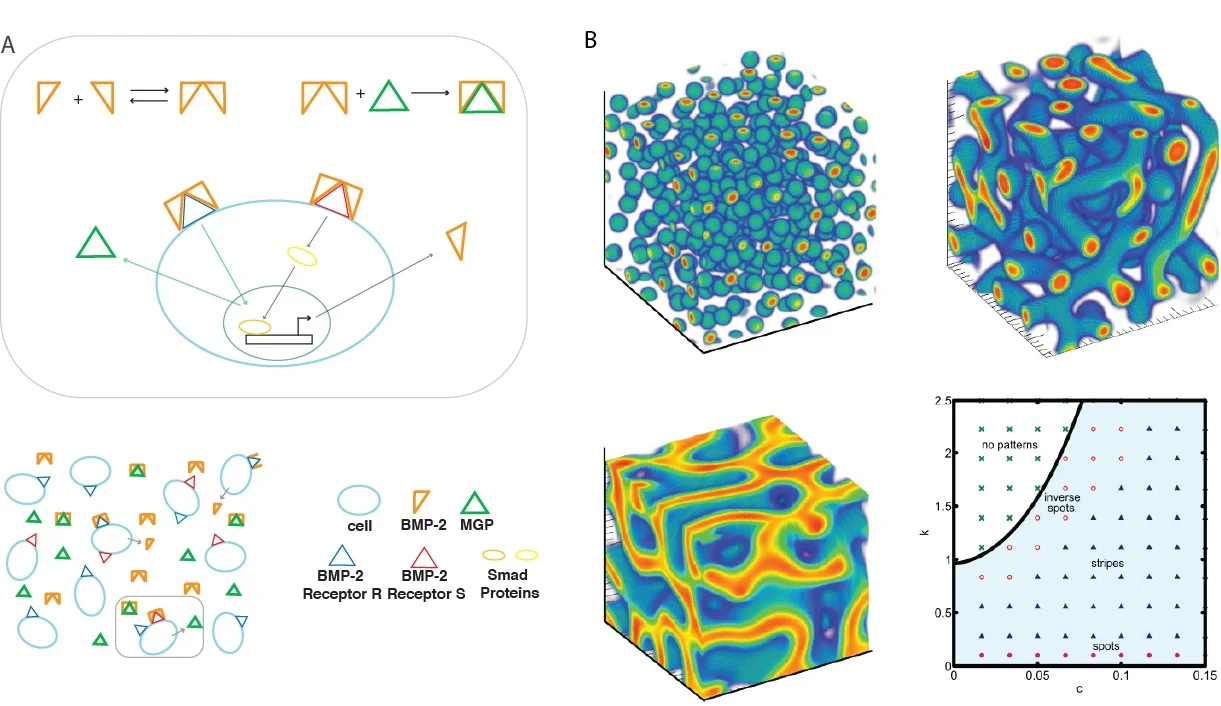 3d pattern formation of vascular mesenchymal cells. (A) Interactions between BMP-2, MGP, and cells in culture. The binding of a BMP-2 dimer to receptors R and S stimulates production of BMP-2 and MGP, while the inding of MGP to BMP-2 outside of the cell prevents this process. (B) The derived model shows spherical spots (k = 0.2,c = 0.12), tubes (k = 0.2,c = 0.04), and sheet-like structures (k = 0.8,c = 0.04) by varying k and c. The parameters used were D = 0.005, q = 0.003, K = 0.25, B = 1.1, γ = 600 and the box length of the simulation is equivalent to 1 cm. The lowest values were made transparent for clarity while red color indicates higher cell densitywhile blue indicates low.