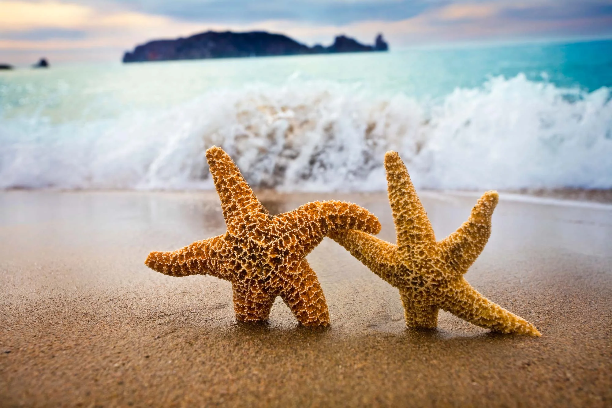 iStock_000005076340_Full_starfish_beach.jpg