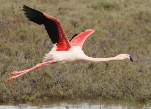 Flamingos_Camargue.jpg