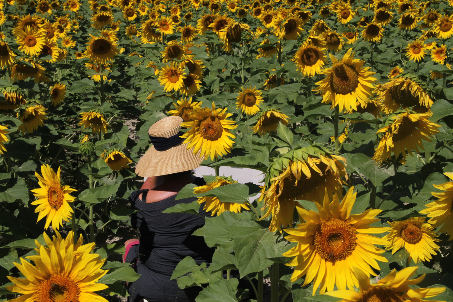   Malen im Sonnenblumenfeld während ihres Kreativurlaubs in der Provence beim Kunstatelier Hoffmann  