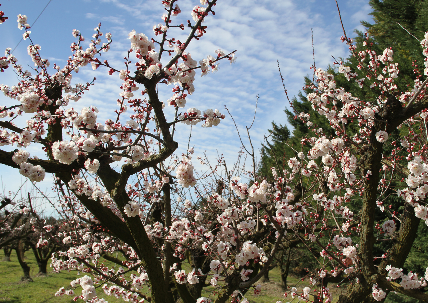   Aprikosenblüte - ein erfreuliches Motiv  