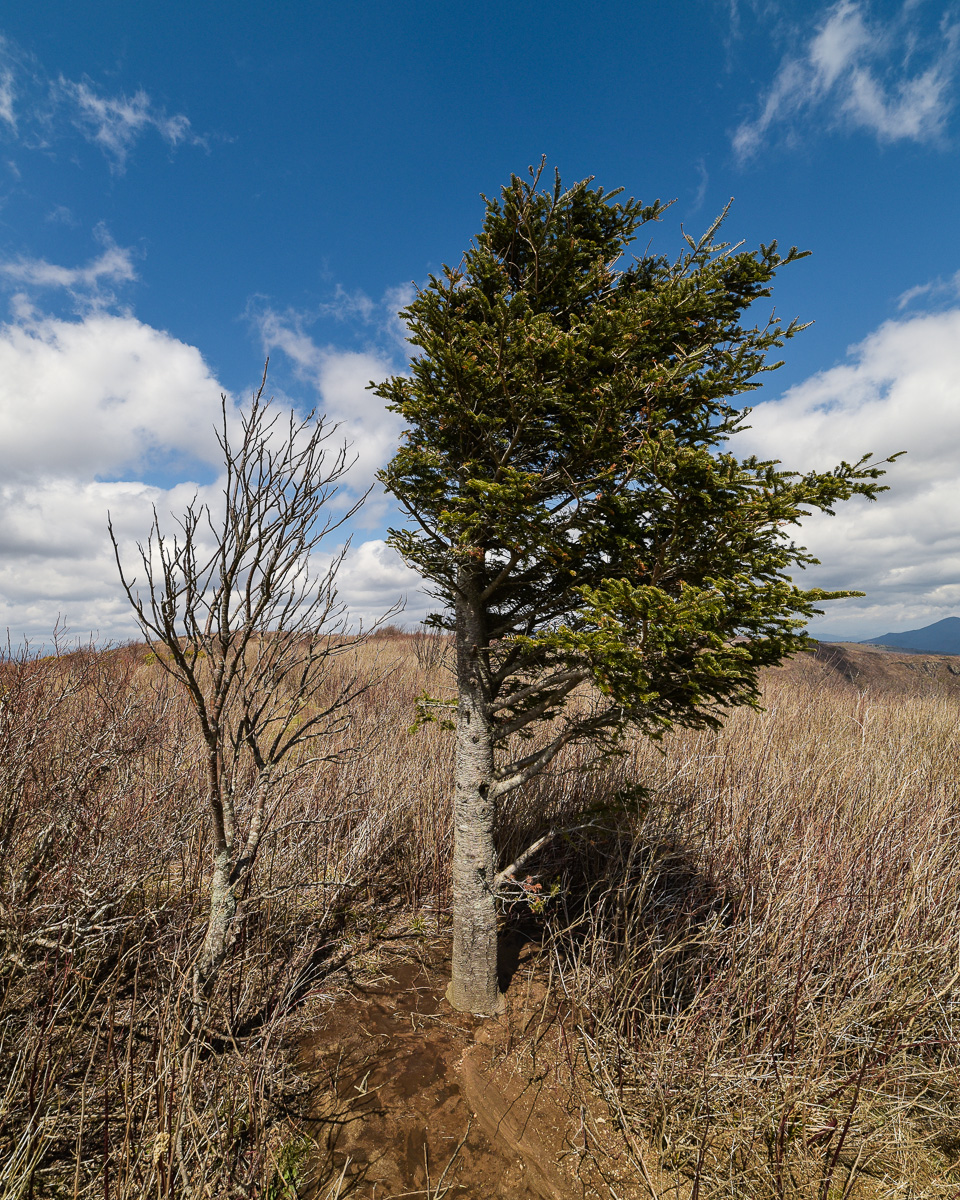 20170328-DSC_4536.jpg