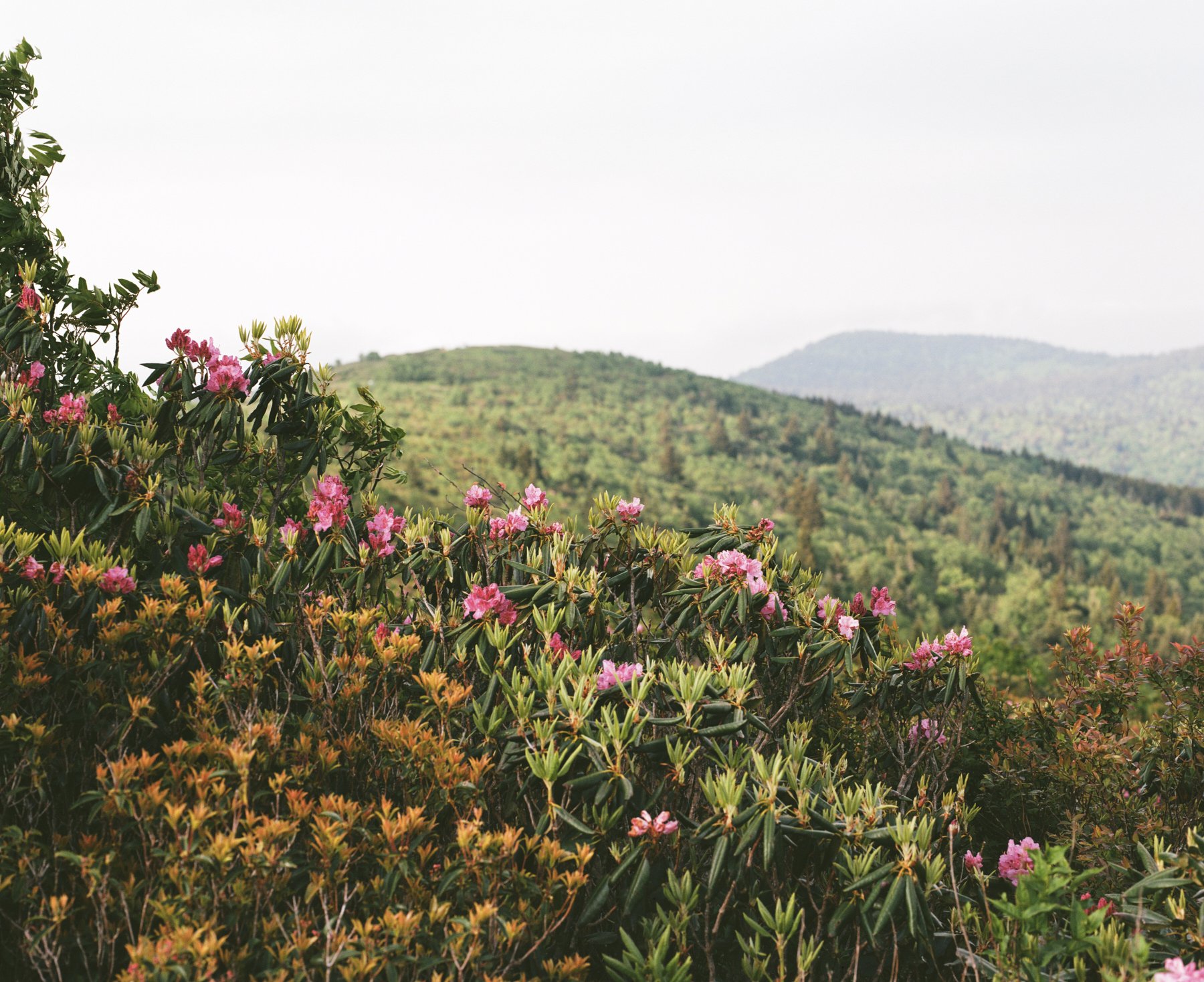 Art Loeb Trail, June 2023