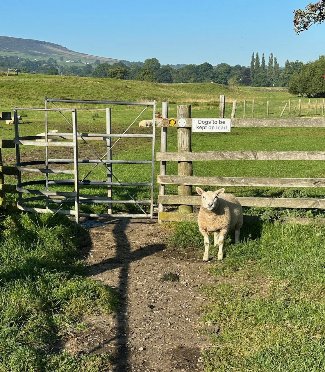  It’s almost like this little gal, was welcoming us. We’ll see many sheep and many kissing gates along the way.  