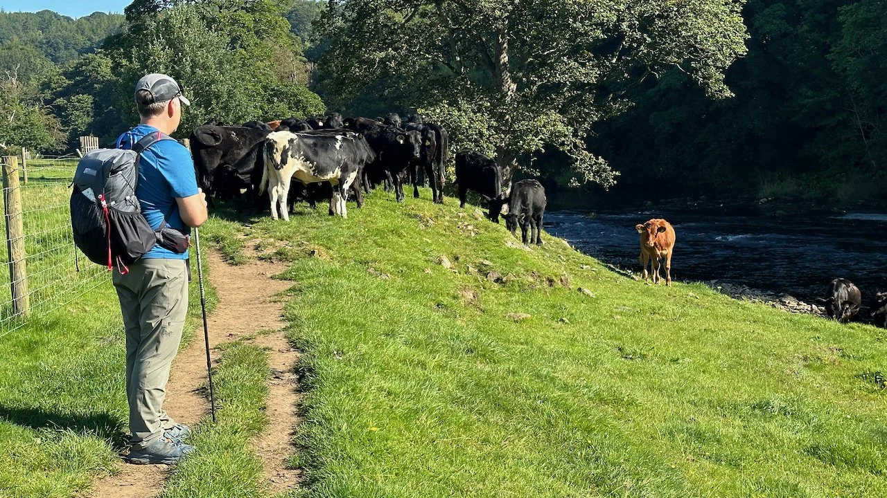  We’re grateful to the cows and sheep that let us walk through their land.  