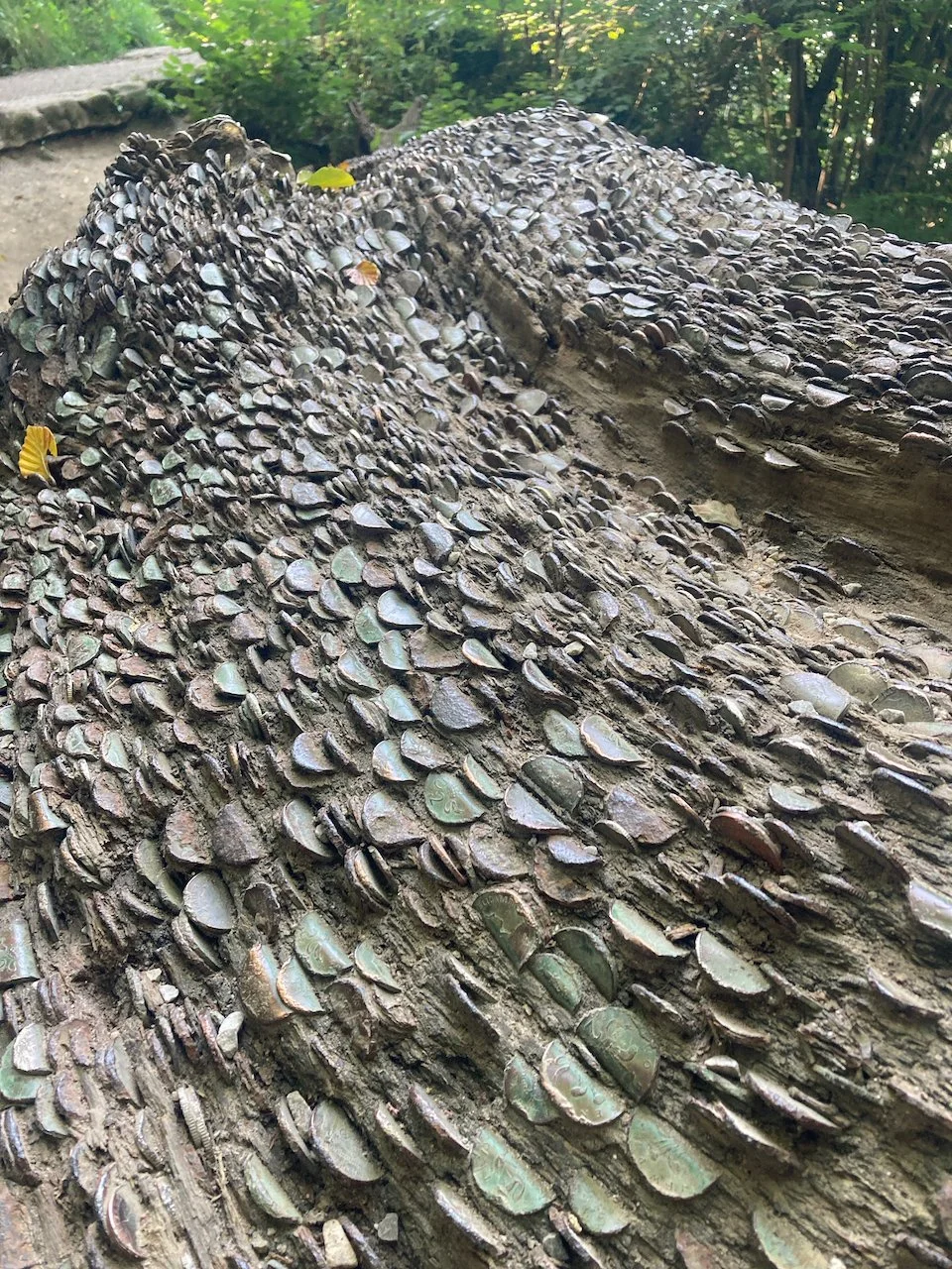  A tree log, with embedded coins 
