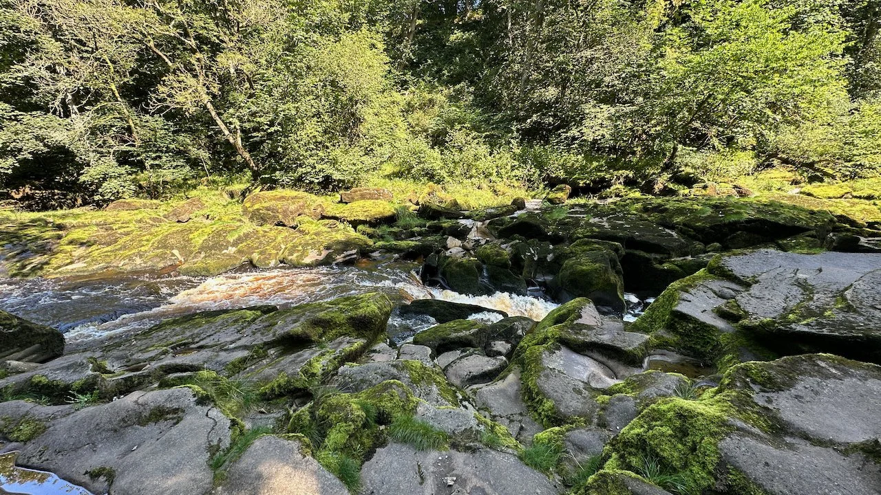  The Strid, where the River Wharfe narrows. This is along a section of the trail called Strid Wood, a nice forested path.  