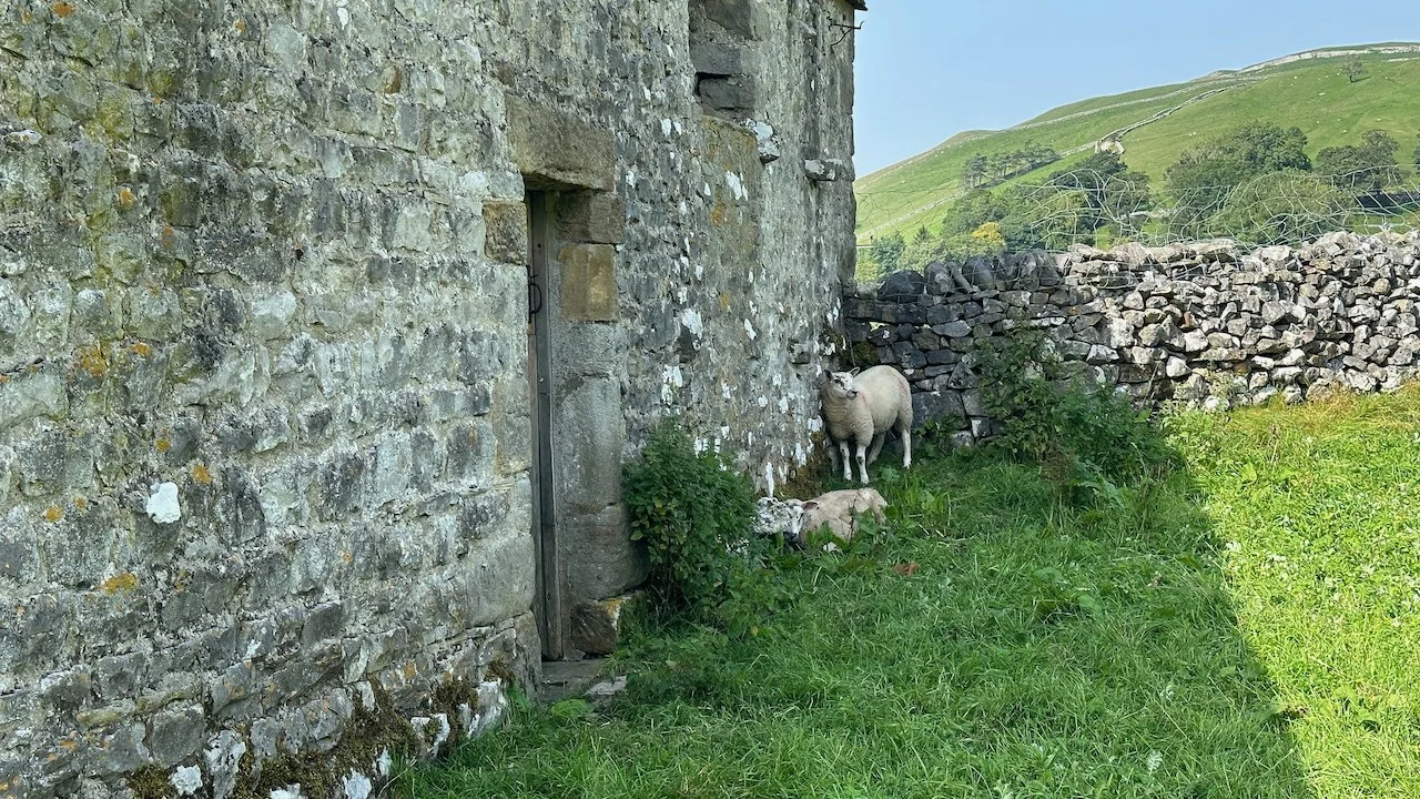  The sheep were taking shelter from the sun. 