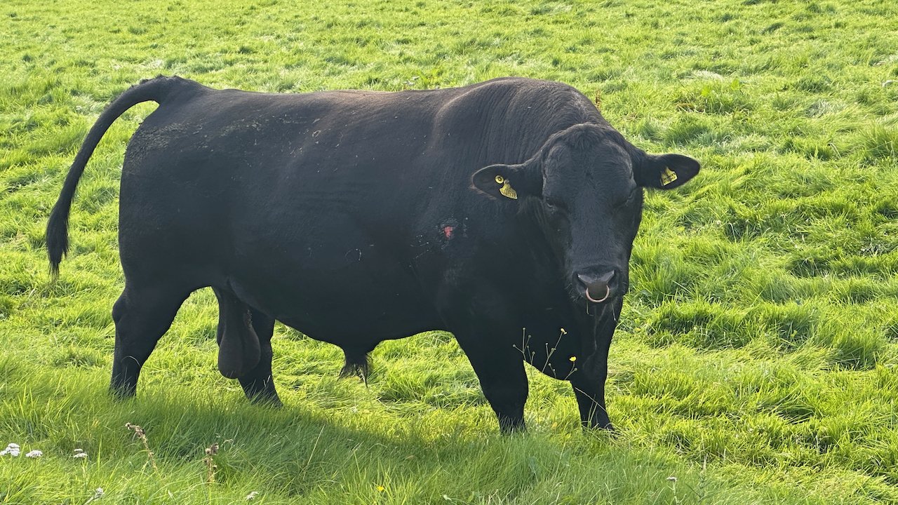  Keep those pets on a leash!  