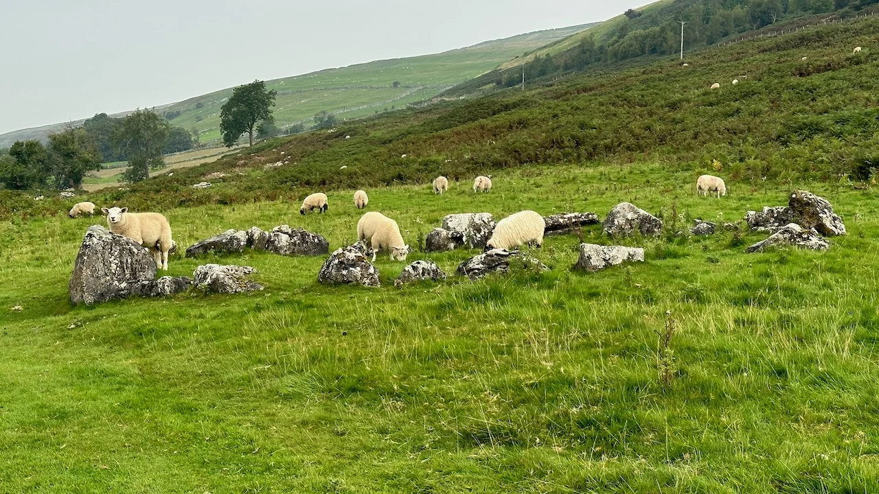  A stone circle near Yockenthwaite. It’s either ancient or from the Victorian era. Sheep don’t care one way or another.  