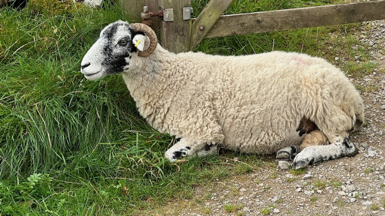  Swaledale sheep, one of several breeds in Yorkshire 