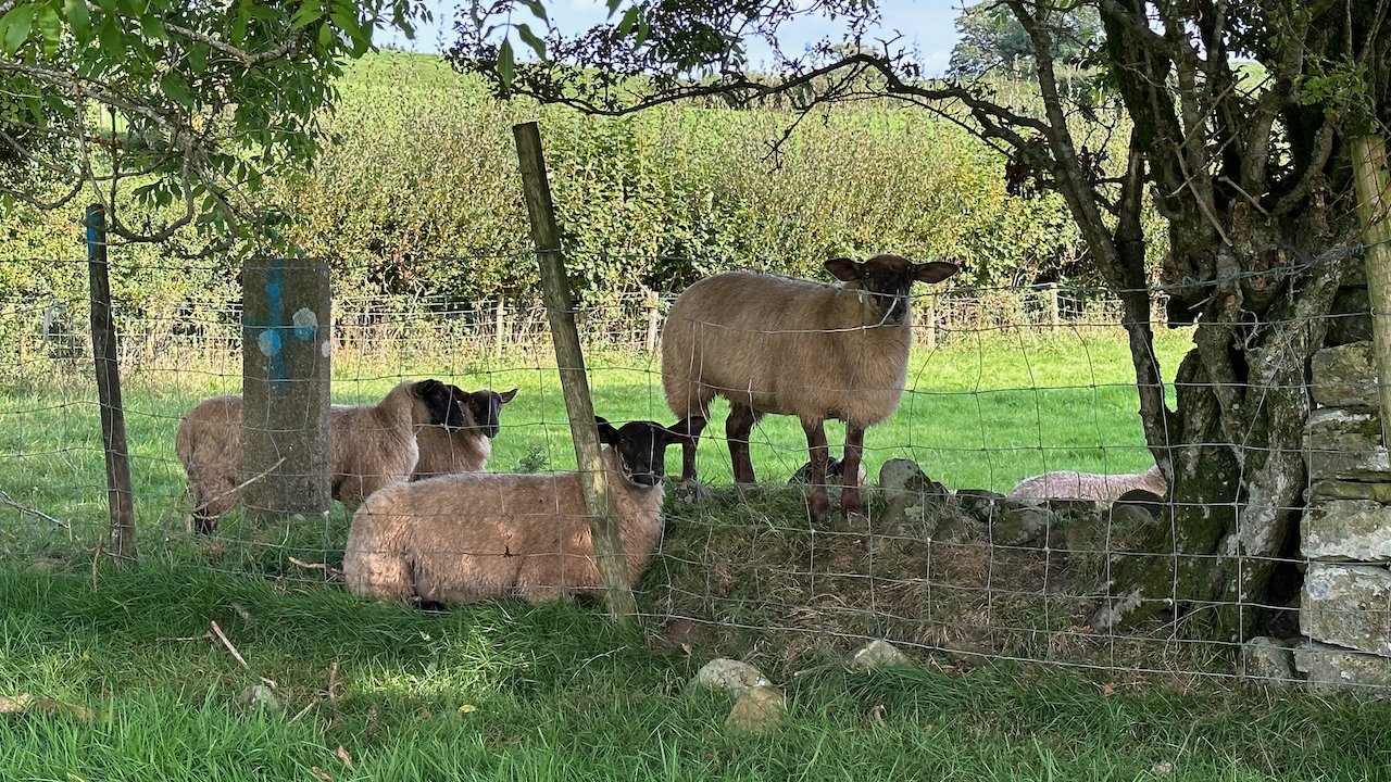  While I haven’t mentioned much about the sheep, there are a lot of them on the trail, and they are very interested in us. They always turn their heads and stare at you. And then if you get in their bubble, they run away. The sheep were a positive hi
