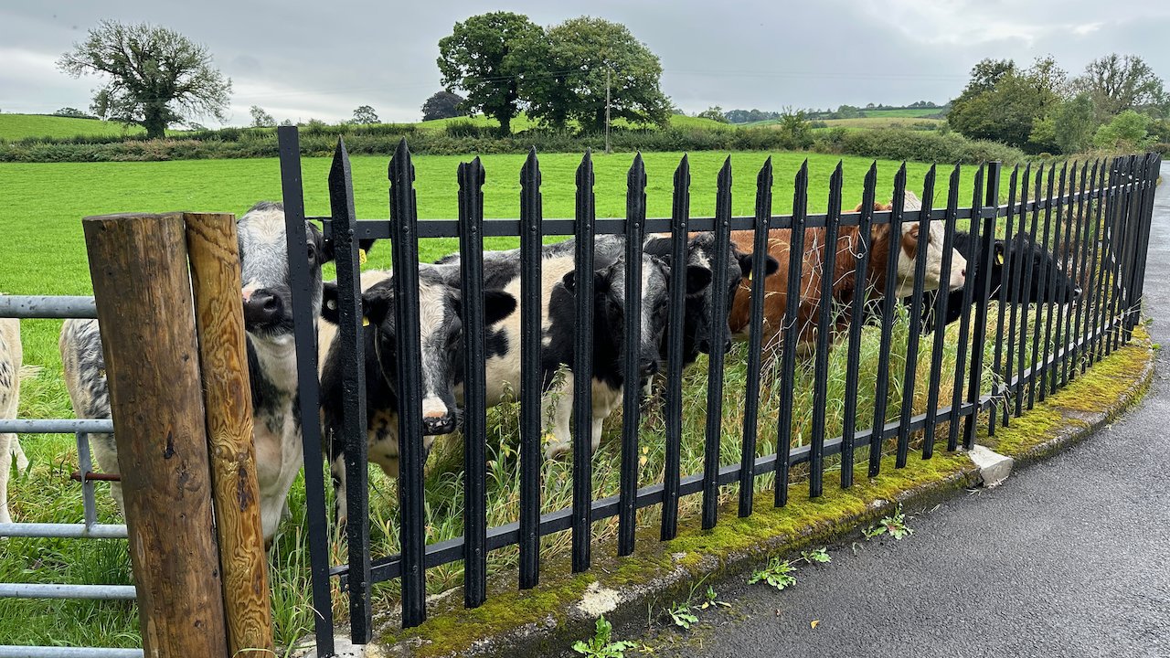  These guys (and gals?) were very interested in us. They came over to the fence to say hi.  
