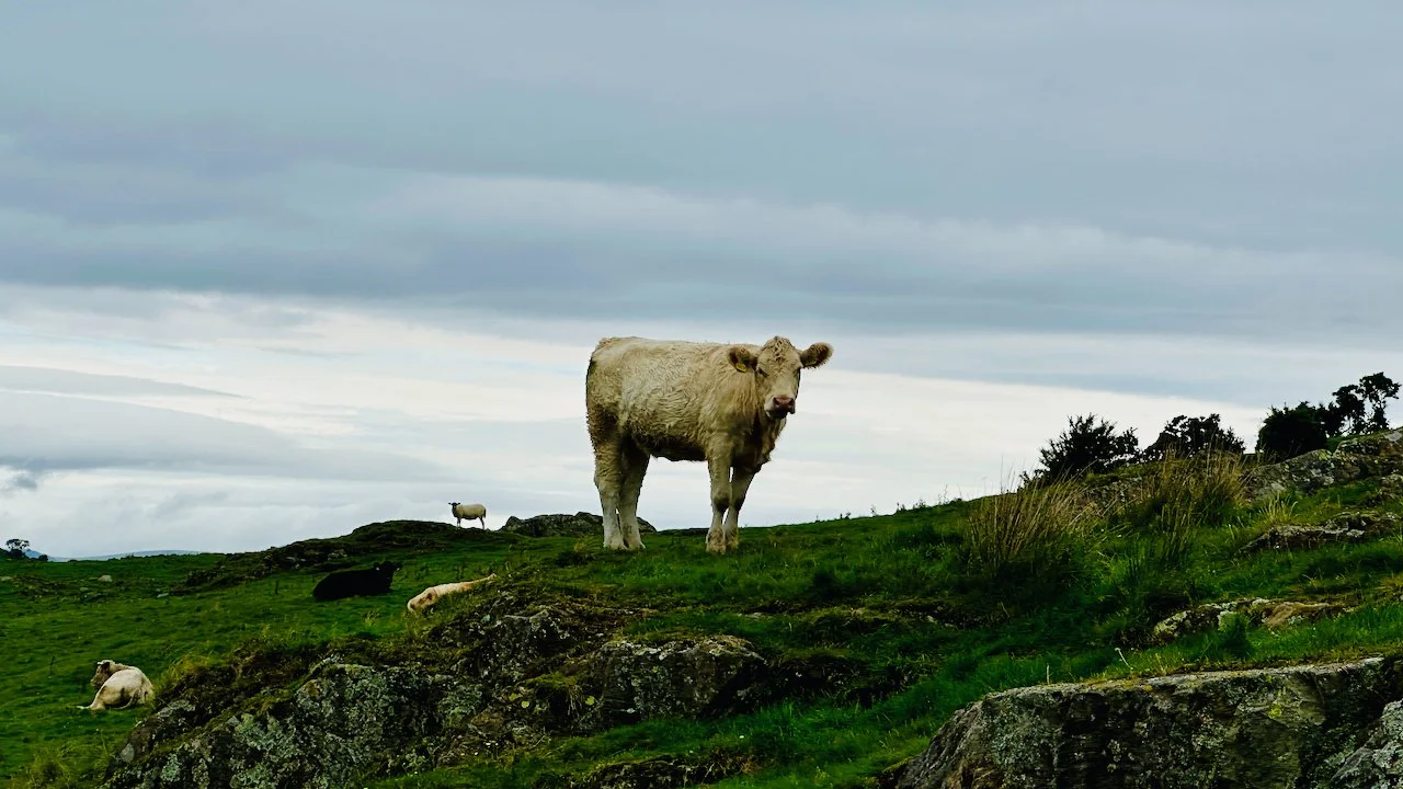 Dales Way Day 7 - 11 of 21.jpeg