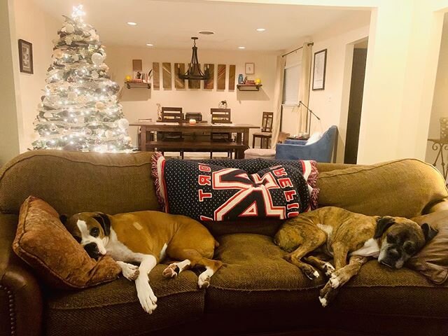 There&rsquo;s nothing like boxers!! #boxersarethebest #boxercouch #oliverandryker #rykerroy